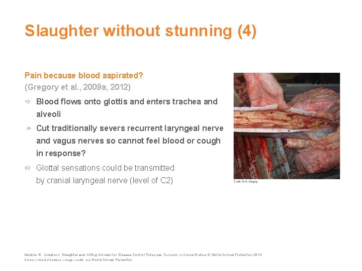 Slaughter without stunning (4) Pain because blood aspirated? (Gregory et al. , 2009 a,