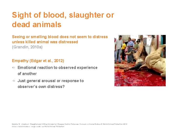 Sight of blood, slaughter or dead animals Seeing or smelling blood does not seem