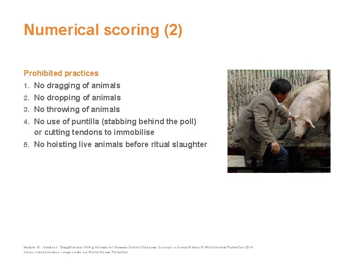 Numerical scoring (2) Prohibited practices 1. No dragging of animals 2. No dropping of