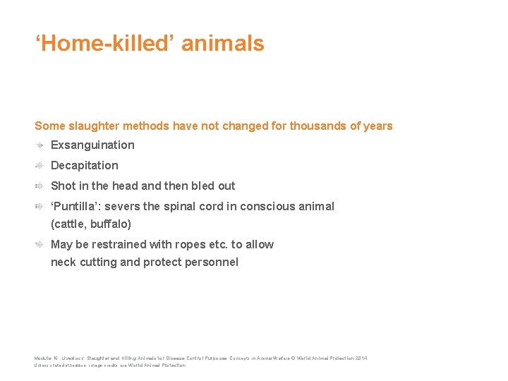 ‘Home-killed’ animals Some slaughter methods have not changed for thousands of years Exsanguination Decapitation