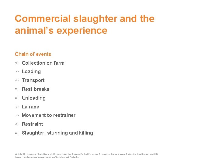 Commercial slaughter and the animal’s experience Chain of events Collection on farm Loading Transport
