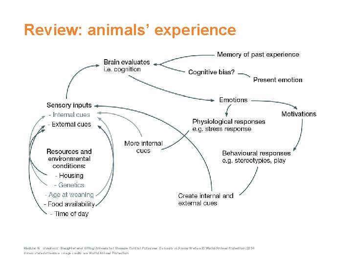 Review: animals’ experience Module 16: Livestock: Slaughter and Killing Animals for Disease Control Purposes