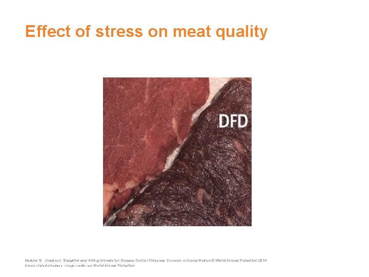 Effect of stress on meat quality Module 16: Livestock: Slaughter and Killing Animals for