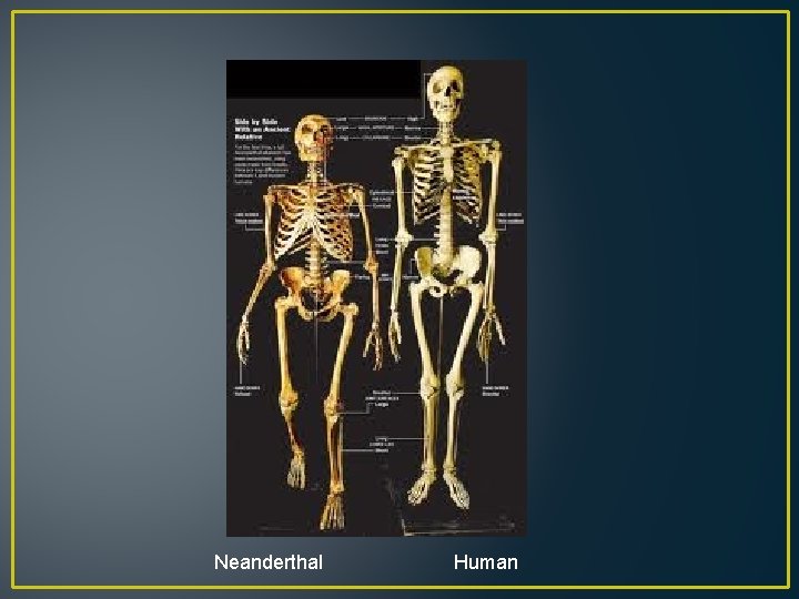 Neanderthal Human 