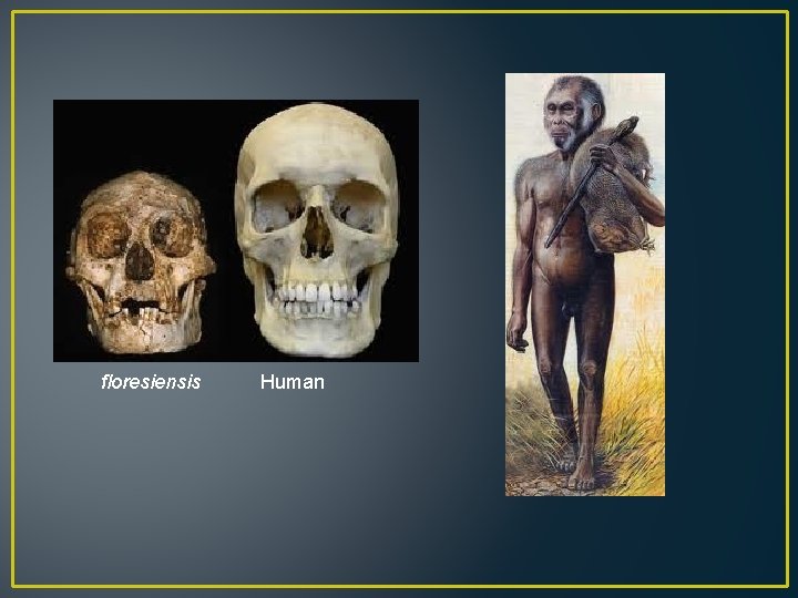 floresiensis Human 