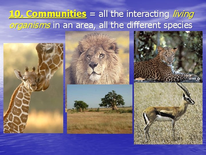 10. Communities = all the interacting living organisms in an area, all the different