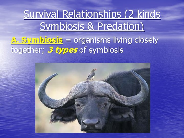 Survival Relationships (2 kinds Symbiosis & Predation) A. Symbiosis = organisms living closely together;