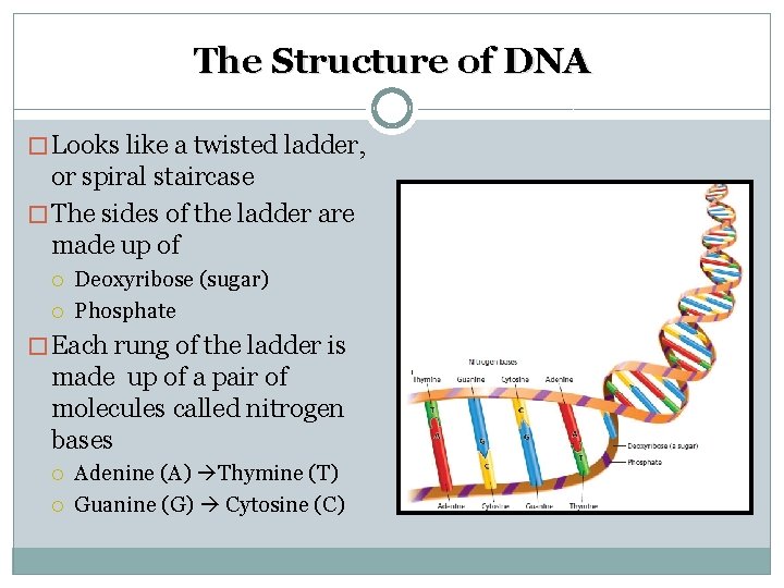 The Structure of DNA � Looks like a twisted ladder, or spiral staircase �