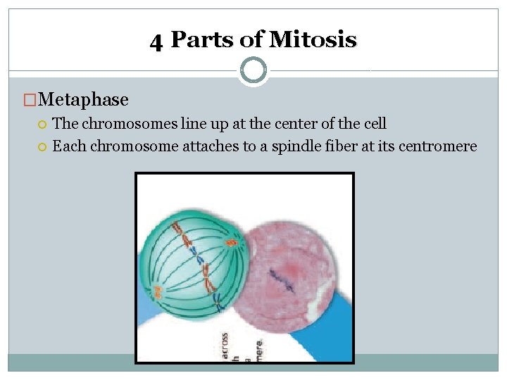 4 Parts of Mitosis �Metaphase The chromosomes line up at the center of the