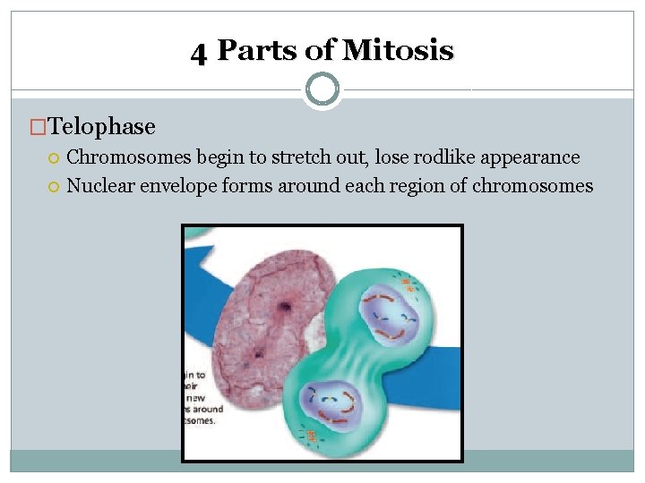 4 Parts of Mitosis �Telophase Chromosomes begin to stretch out, lose rodlike appearance Nuclear