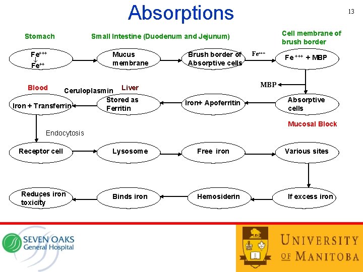 Absorptions Stomach Fe+++ Fe++ 13 Cell membrane of brush border Small Intestine (Duodenum and