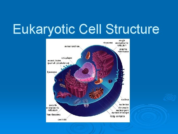 Eukaryotic Cell Structure Pg 174 -181 
