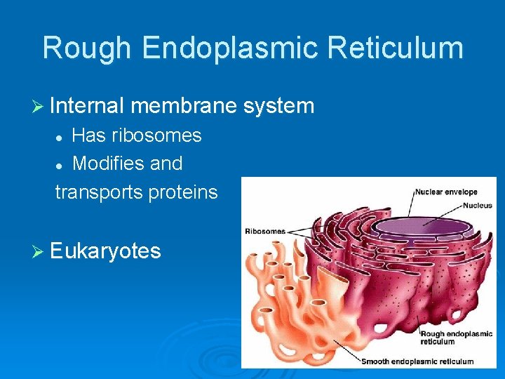 Rough Endoplasmic Reticulum Ø Internal membrane system Has ribosomes l Modifies and transports proteins