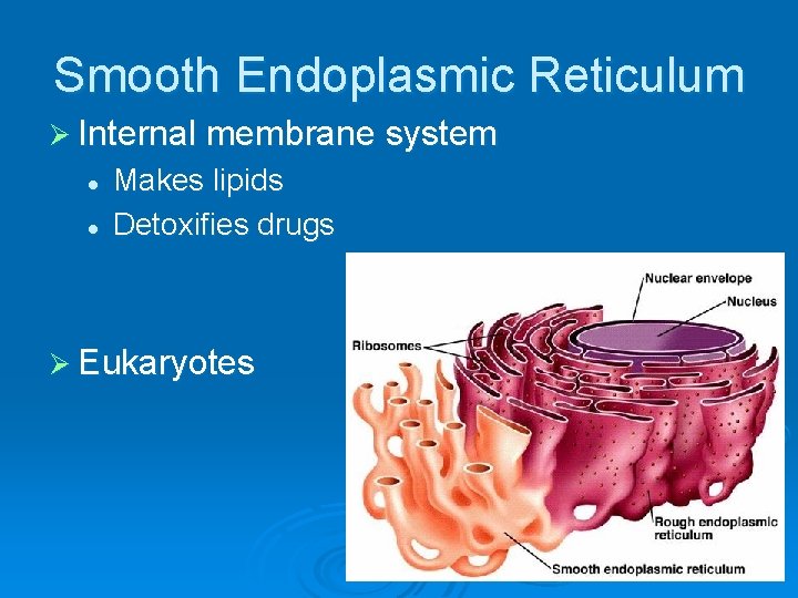 Smooth Endoplasmic Reticulum Ø Internal membrane system l l Makes lipids Detoxifies drugs Ø