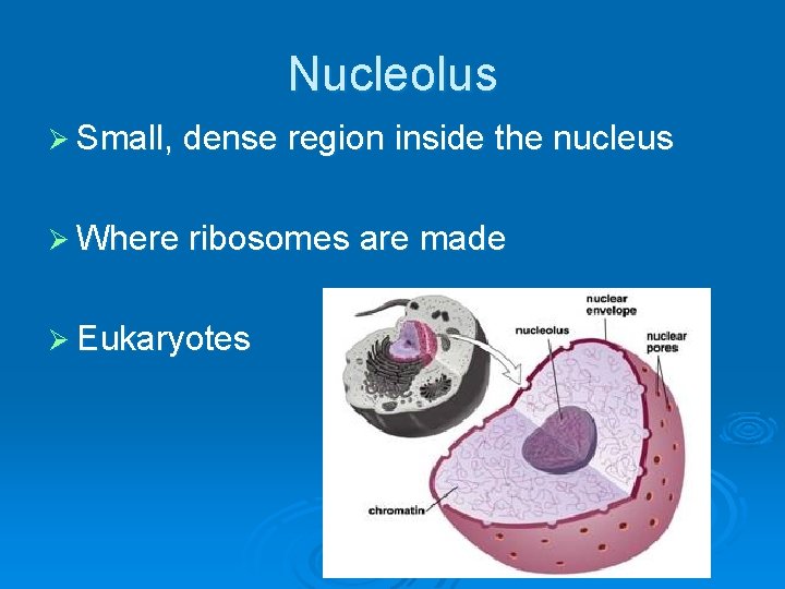 Nucleolus Ø Small, dense region inside the nucleus Ø Where ribosomes are made Ø