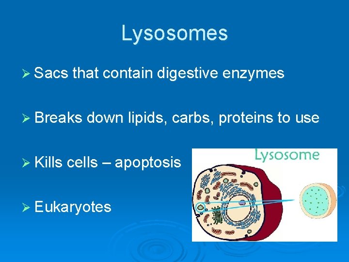 Lysosomes Ø Sacs that contain digestive enzymes Ø Breaks down lipids, carbs, proteins to