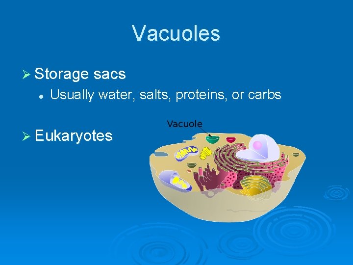 Vacuoles Ø Storage sacs l Usually water, salts, proteins, or carbs Ø Eukaryotes 