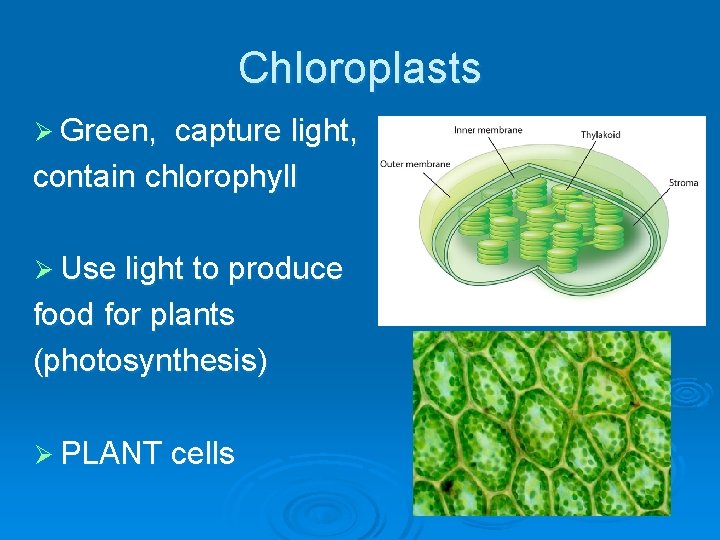Chloroplasts Ø Green, capture light, contain chlorophyll Ø Use light to produce food for