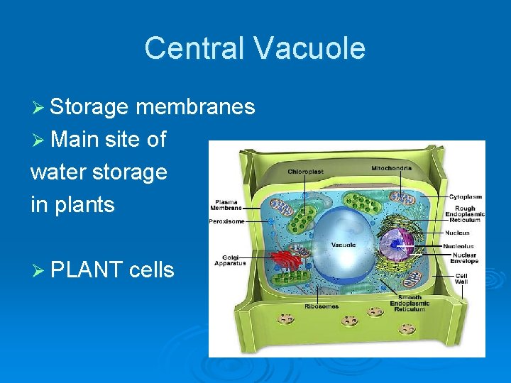 Central Vacuole Ø Storage membranes Ø Main site of water storage in plants Ø