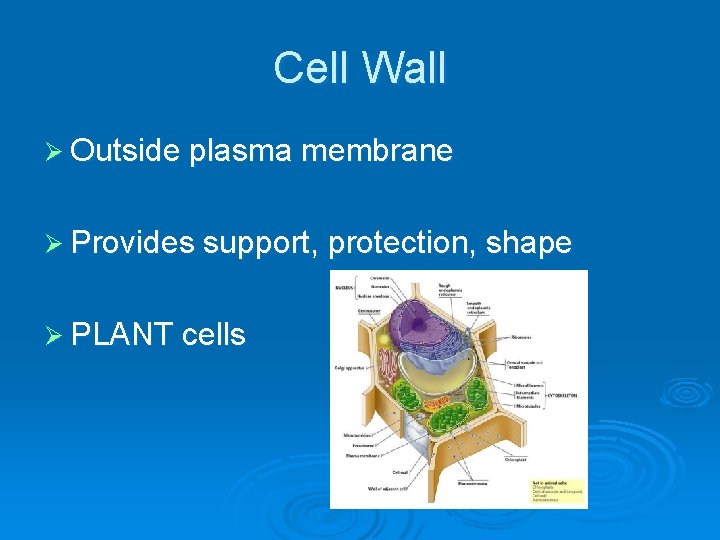 Cell Wall Ø Outside plasma membrane Ø Provides support, protection, shape Ø PLANT cells