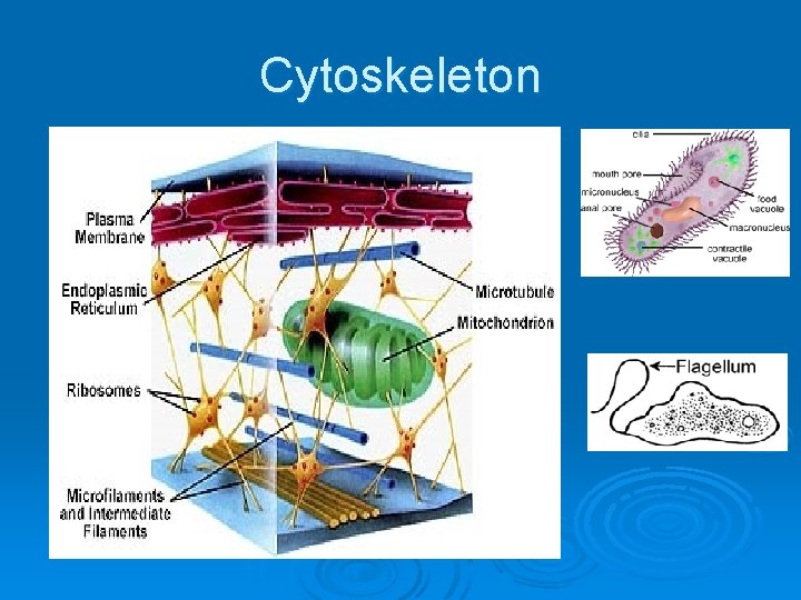 Cytoskeleton 