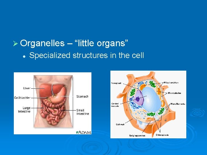 Ø Organelles – “little organs” l Specialized structures in the cell 