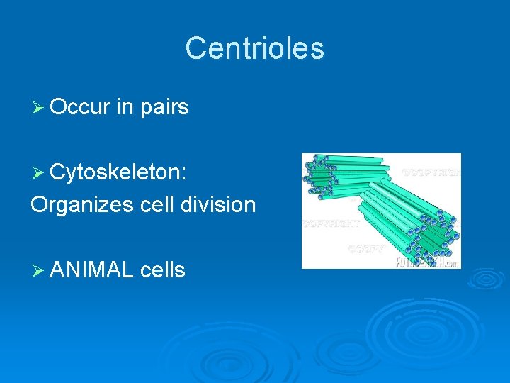Centrioles Ø Occur in pairs Ø Cytoskeleton: Organizes cell division Ø ANIMAL cells 