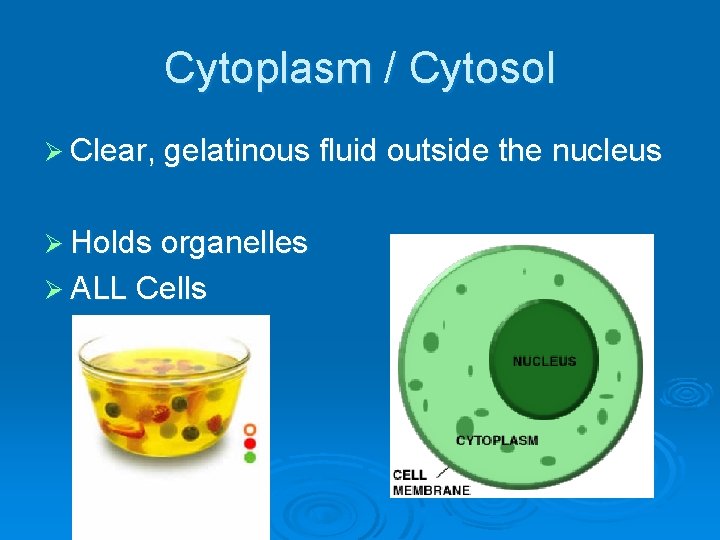 Cytoplasm / Cytosol Ø Clear, gelatinous fluid outside the nucleus Ø Holds organelles Ø