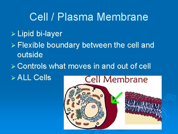 Cell / Plasma Membrane Ø Lipid bi-layer Ø Flexible boundary between the cell and