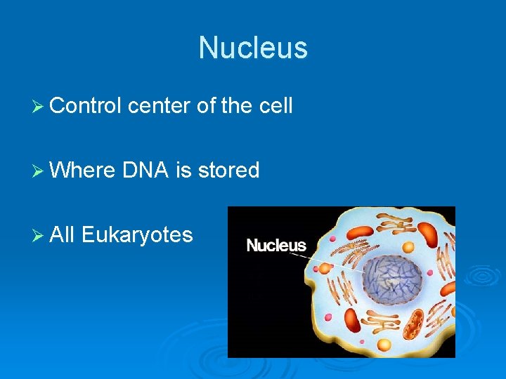 Nucleus Ø Control center of the cell Ø Where DNA is stored Ø All