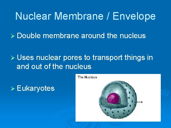 Nuclear Membrane / Envelope Ø Double membrane around the nucleus Ø Uses nuclear pores