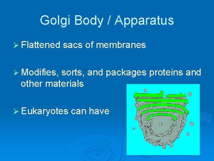Golgi Body / Apparatus Ø Flattened sacs of membranes Ø Modifies, sorts, and packages