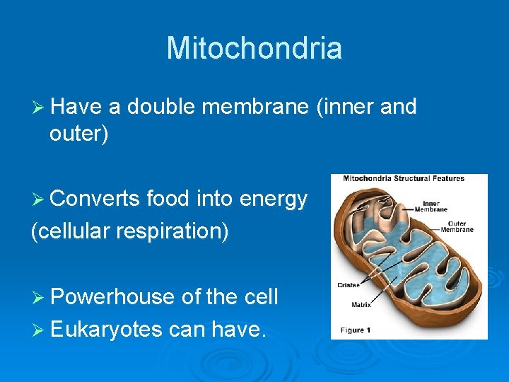Mitochondria Ø Have a double membrane (inner and outer) Ø Converts food into energy