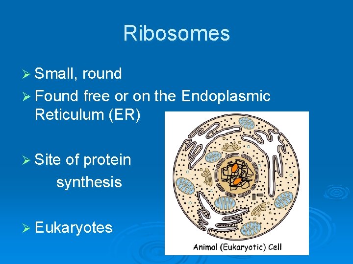 Ribosomes Ø Small, round Ø Found free or on the Endoplasmic Reticulum (ER) Ø