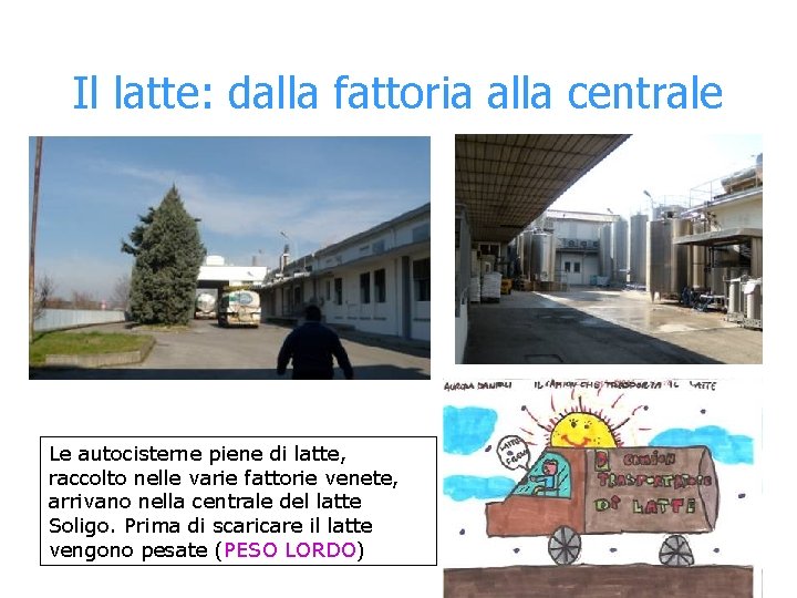 Il latte: dalla fattoria alla centrale Le autocisterne piene di latte, raccolto nelle varie