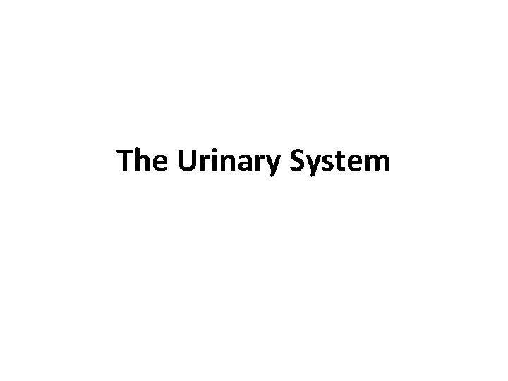 The Urinary System 