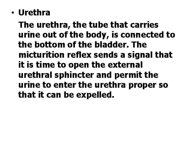  • Urethra The urethra, the tube that carries urine out of the body,