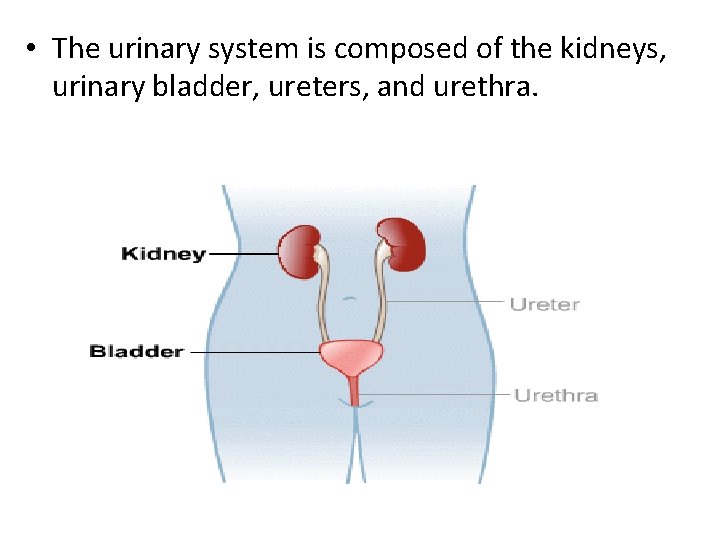  • The urinary system is composed of the kidneys, urinary bladder, ureters, and