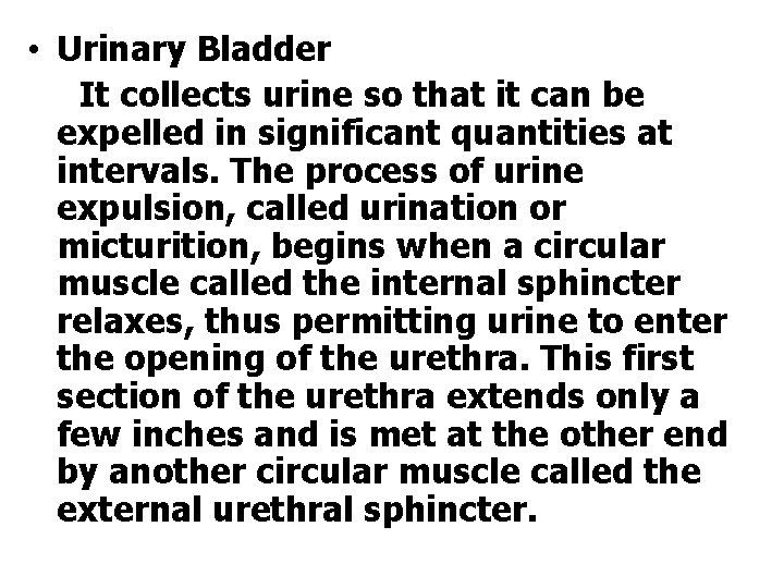  • Urinary Bladder It collects urine so that it can be expelled in