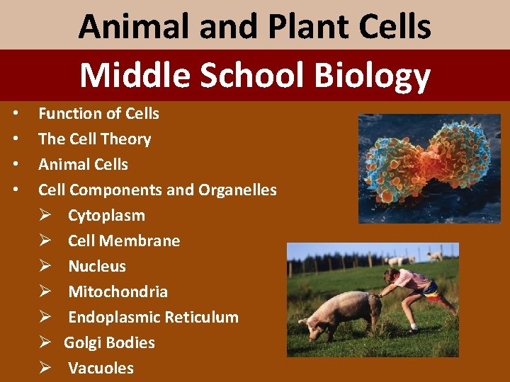 Animal and Plant Cells Middle School Biology • • Function of Cells The Cell