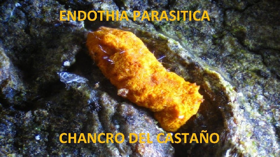 ENDOTHIA PARASITICA CHANCRO DEL CASTAÑO 