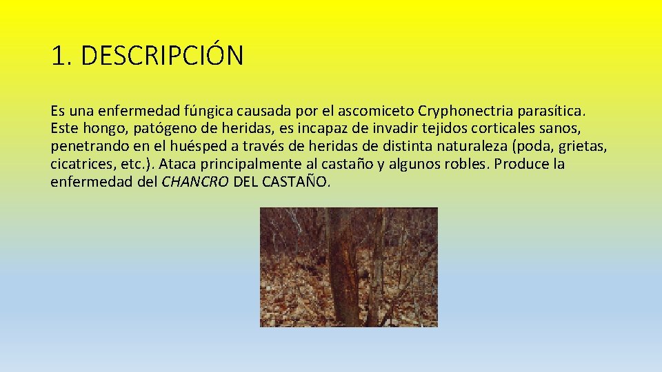 1. DESCRIPCIÓN Es una enfermedad fúngica causada por el ascomiceto Cryphonectria parasítica. Este hongo,