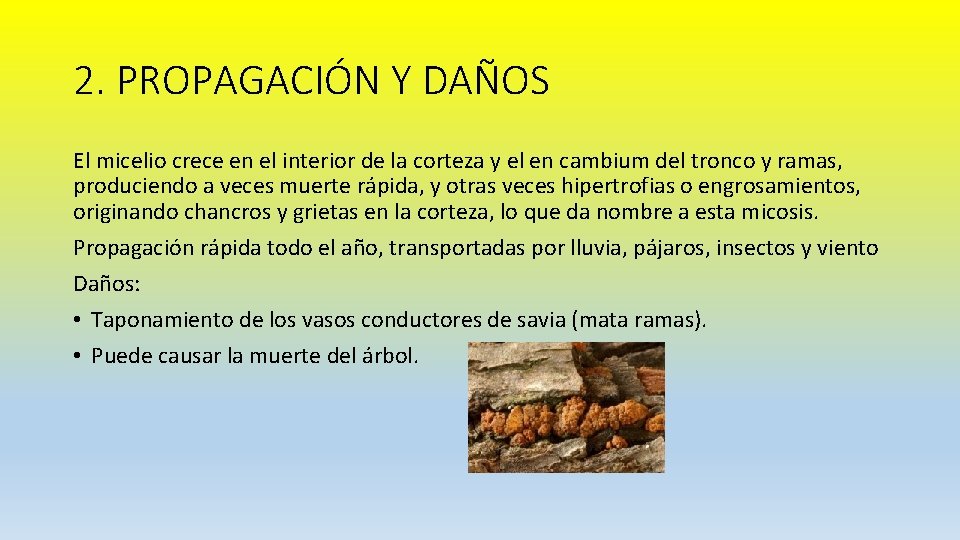 2. PROPAGACIÓN Y DAÑOS El micelio crece en el interior de la corteza y