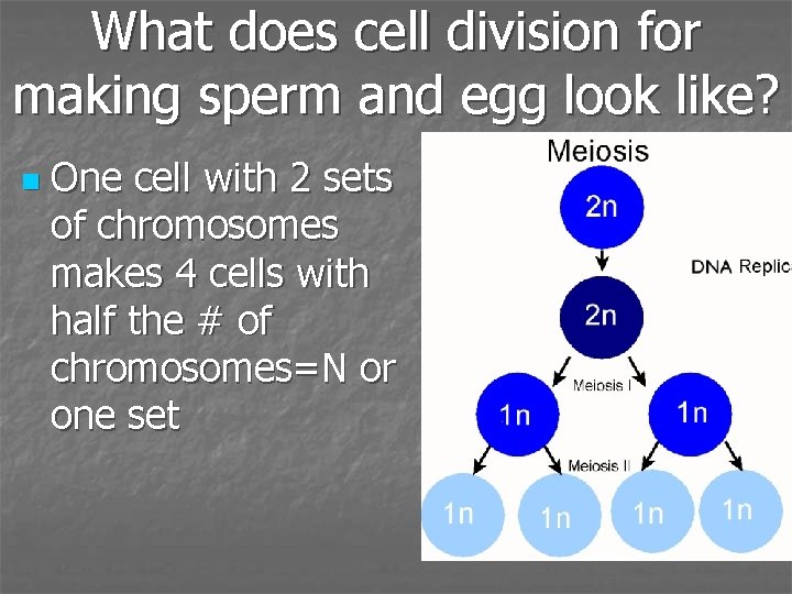 What does cell division for making sperm and egg look like? n One cell