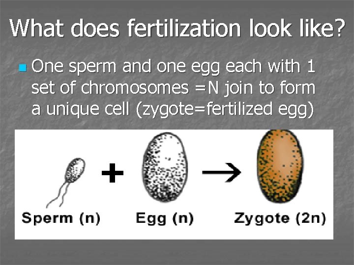 What does fertilization look like? n One sperm and one egg each with 1