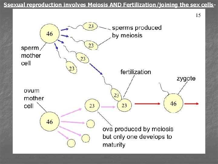 Ssexual reproduction involves Meiosis AND Fertilization/joining the sex cells- 