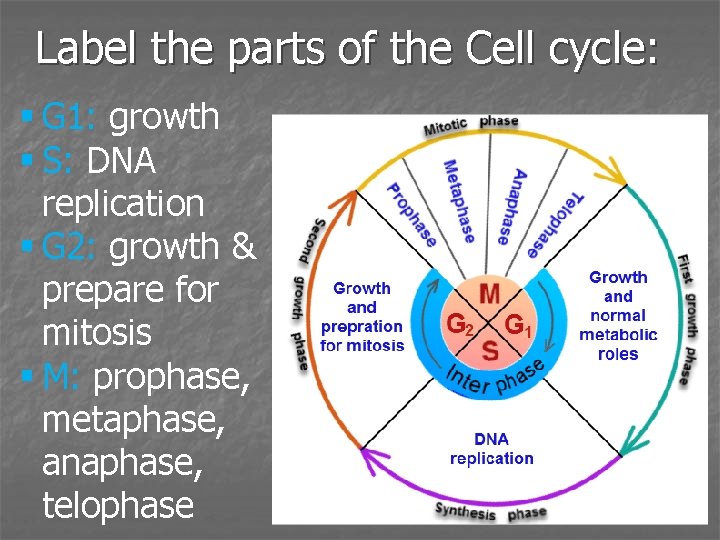 Label the parts of the Cell cycle: § G 1: growth § S: DNA
