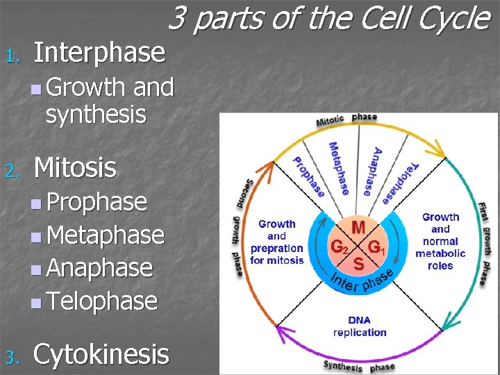 1. Interphase 3 parts of the Cell Cycle n Growth and synthesis 2. Mitosis