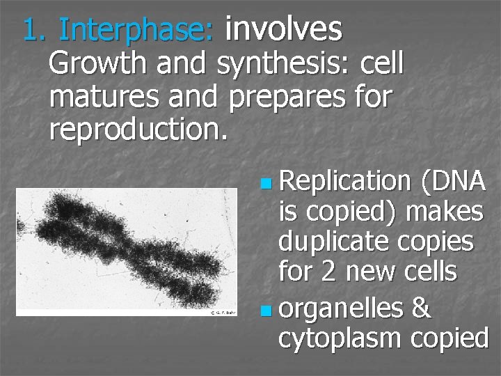 1. Interphase: involves Growth and synthesis: cell matures and prepares for reproduction. n Replication