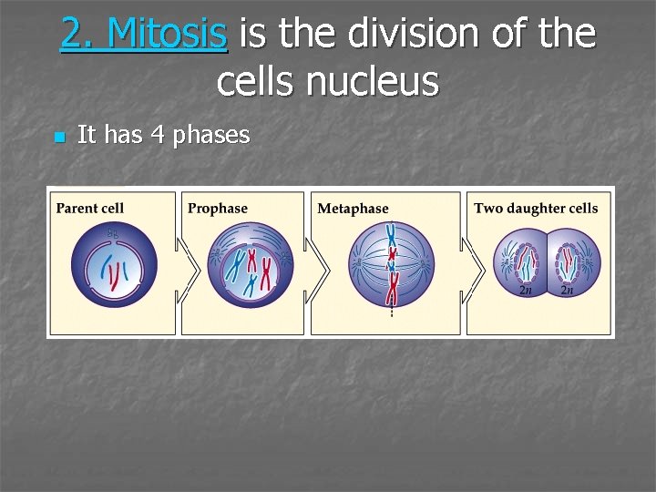 2. Mitosis is the division of the cells nucleus n It has 4 phases